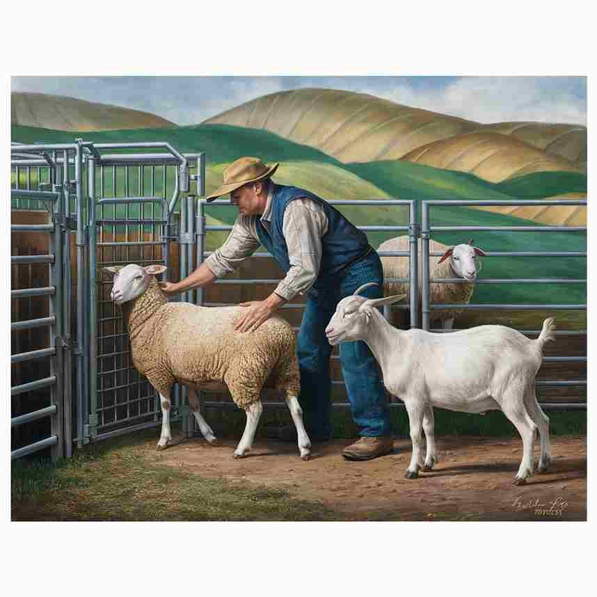 Techniques-for-Safely-Restraining-Sheeps-and-goats