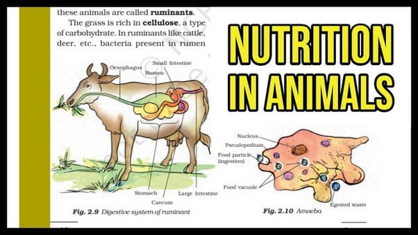 Animal Nutrition