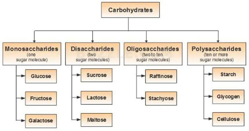 Classification-of-carbohydrates