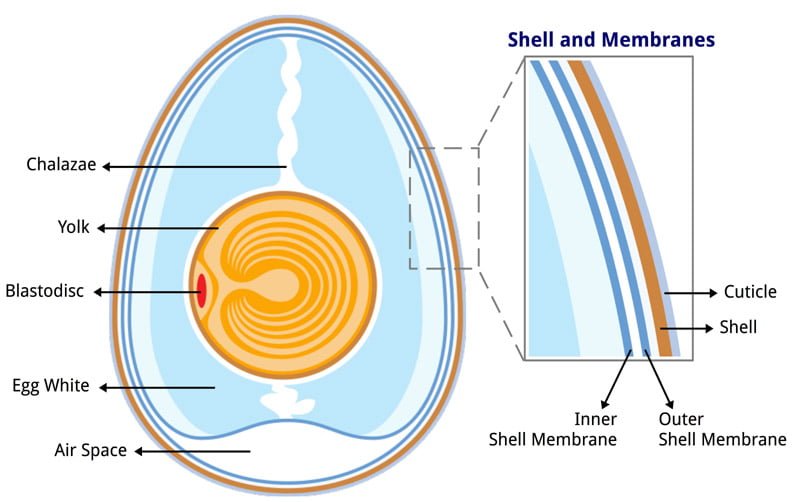 Egg Formation