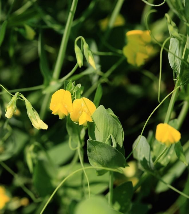 Annual and Perennial Fodder Legumes