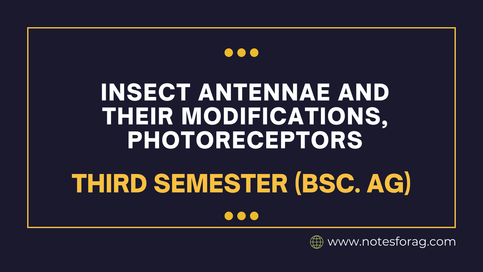 Insect Antennae and their Modifications, Photoreceptors
