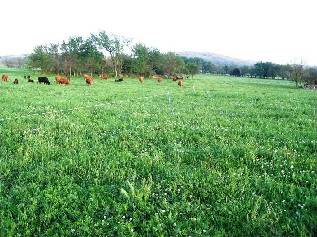 Annual and Perennial Fodder