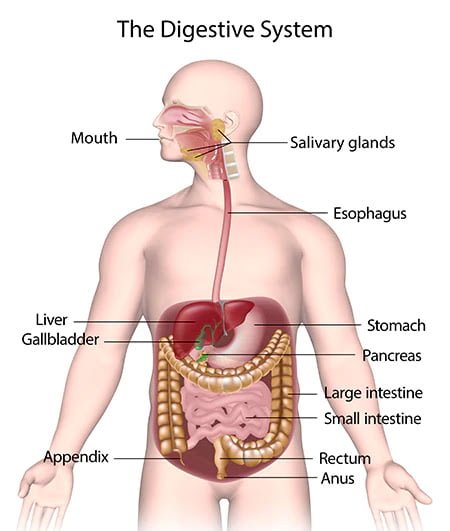 digestive system