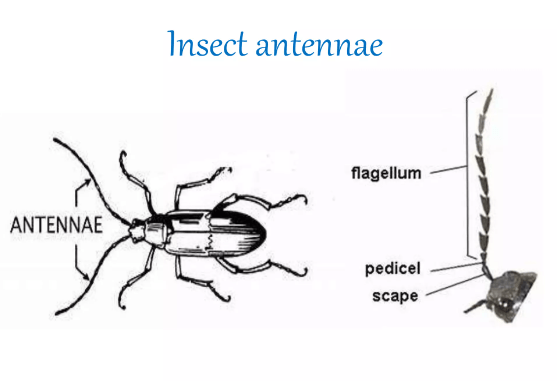 insect antennae