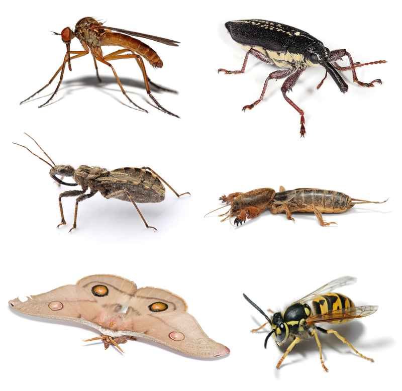 insects