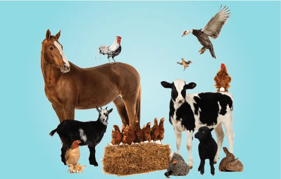 livestock and poultry