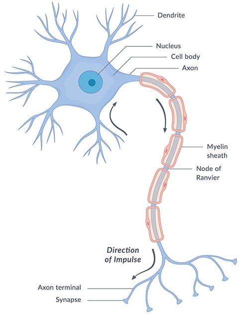 nervous system
