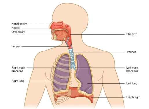respiratory system
