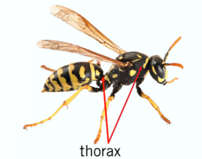 thorax