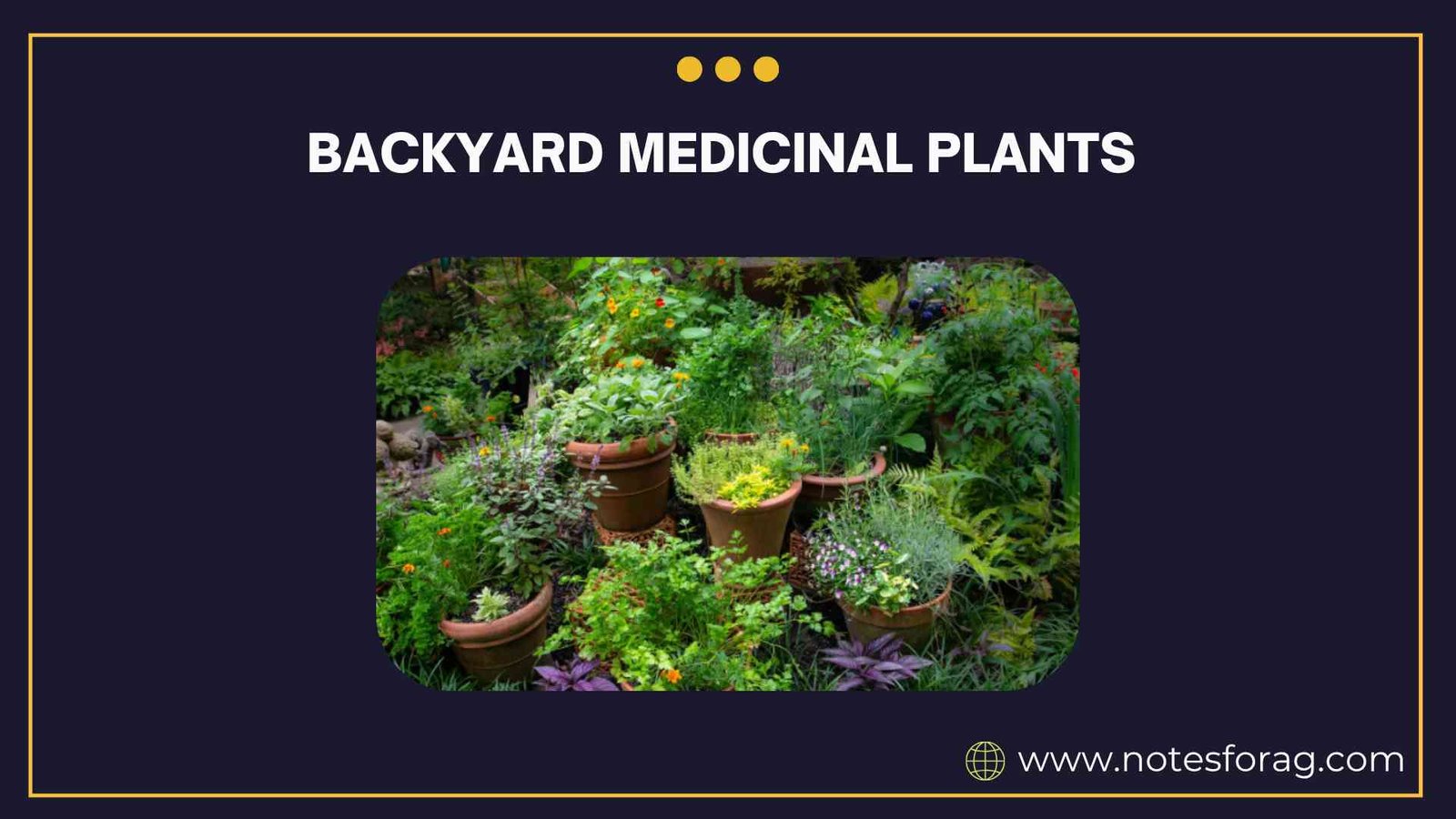 Backyard medicinal plants for your garden