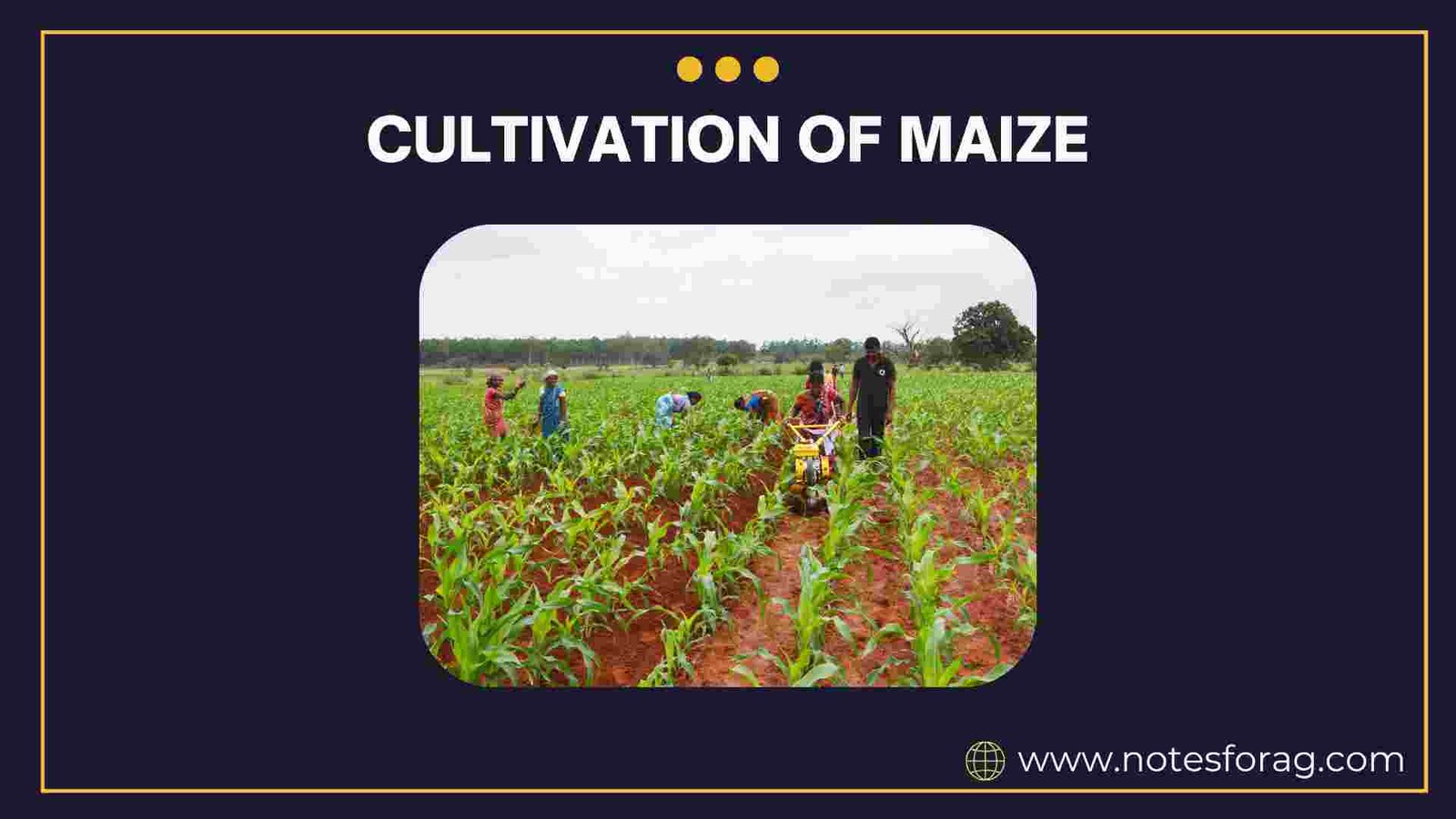 CULTIVATION OF MAIZE