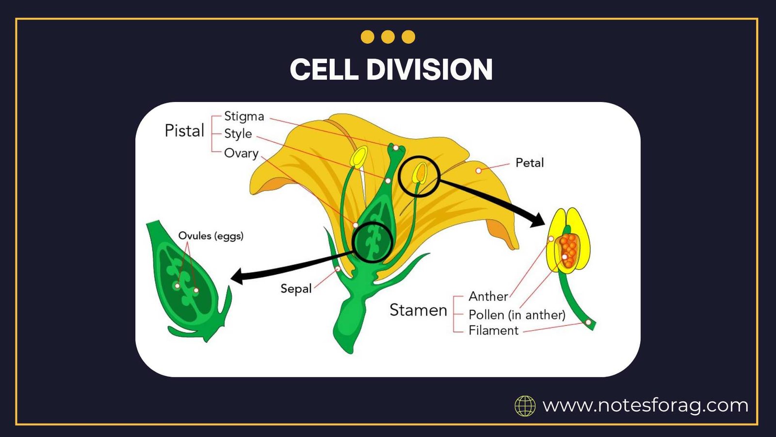 Cell Division