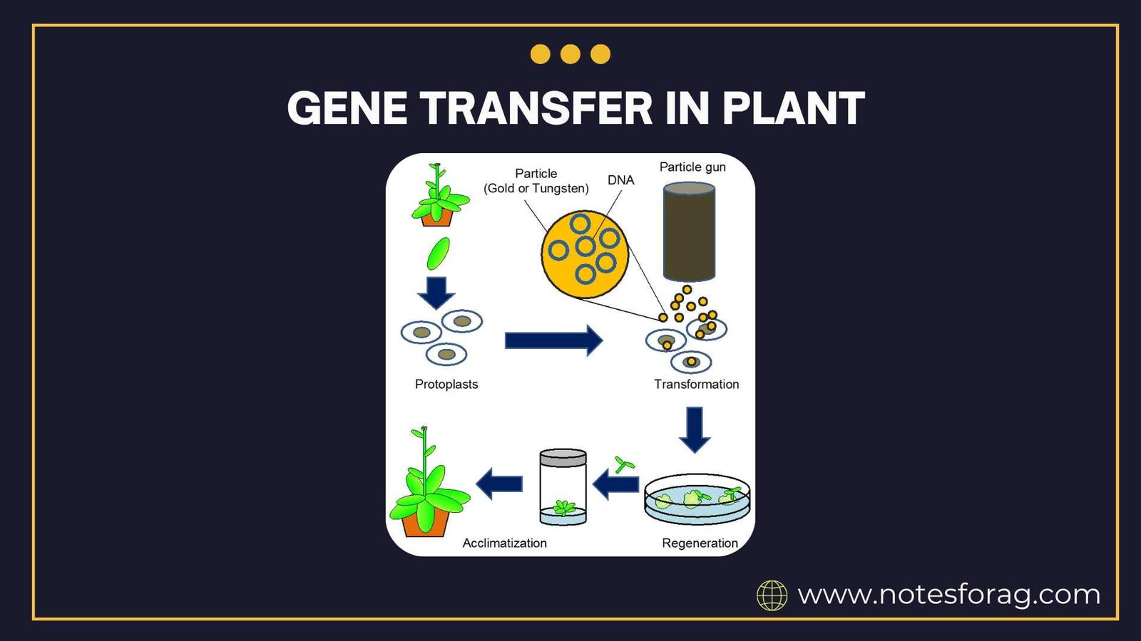Direct and indirect methods of gene transfer in plant