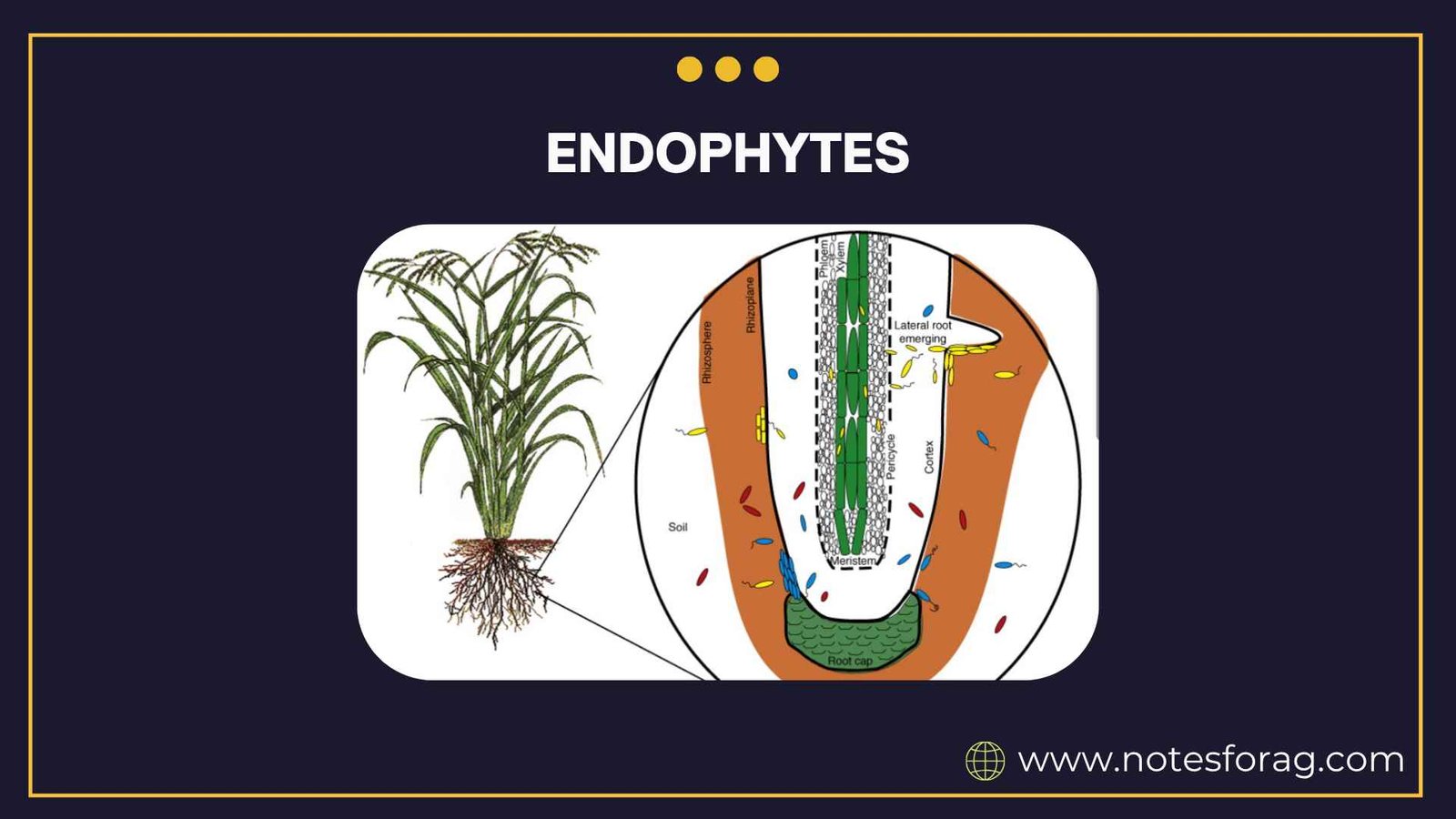 Endophytes