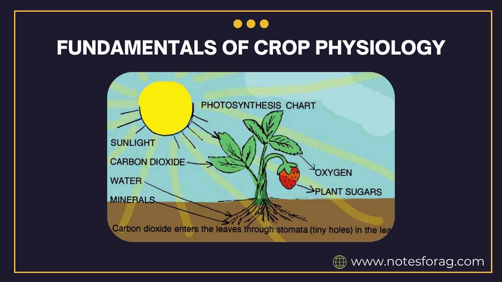Fundamentals of Crop Physiology