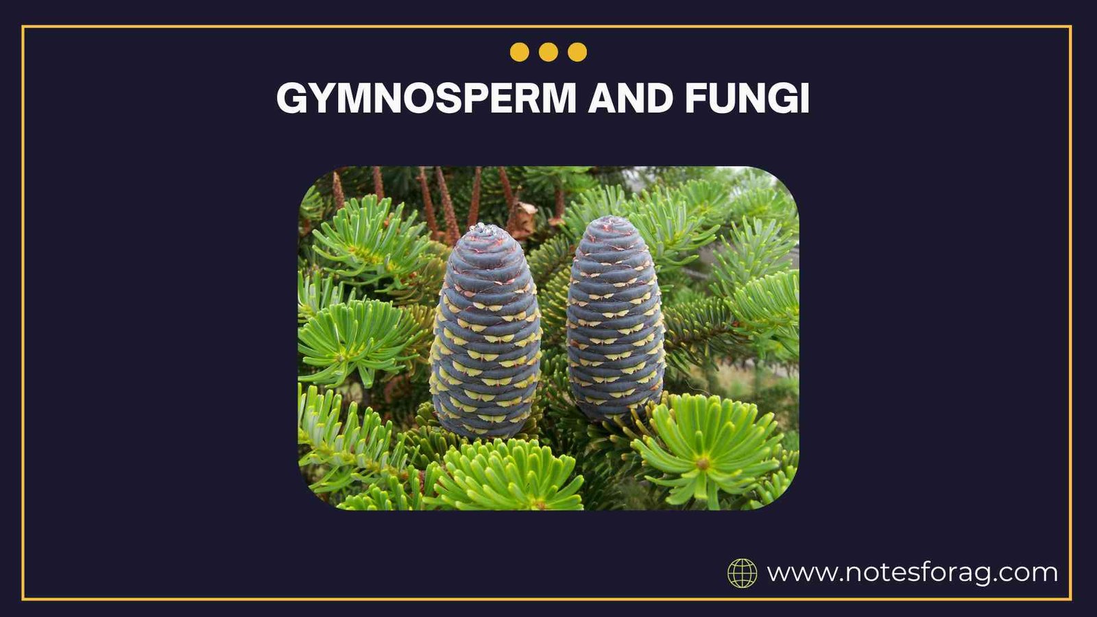 Gymnosperms and Fungi of Plants