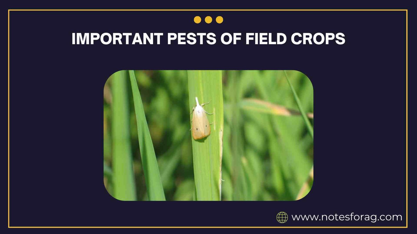 Important pests of field crops