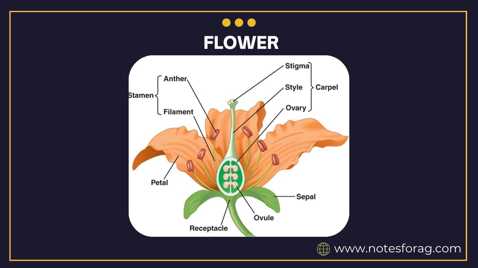 Morphology of Angiosperms: Flowers