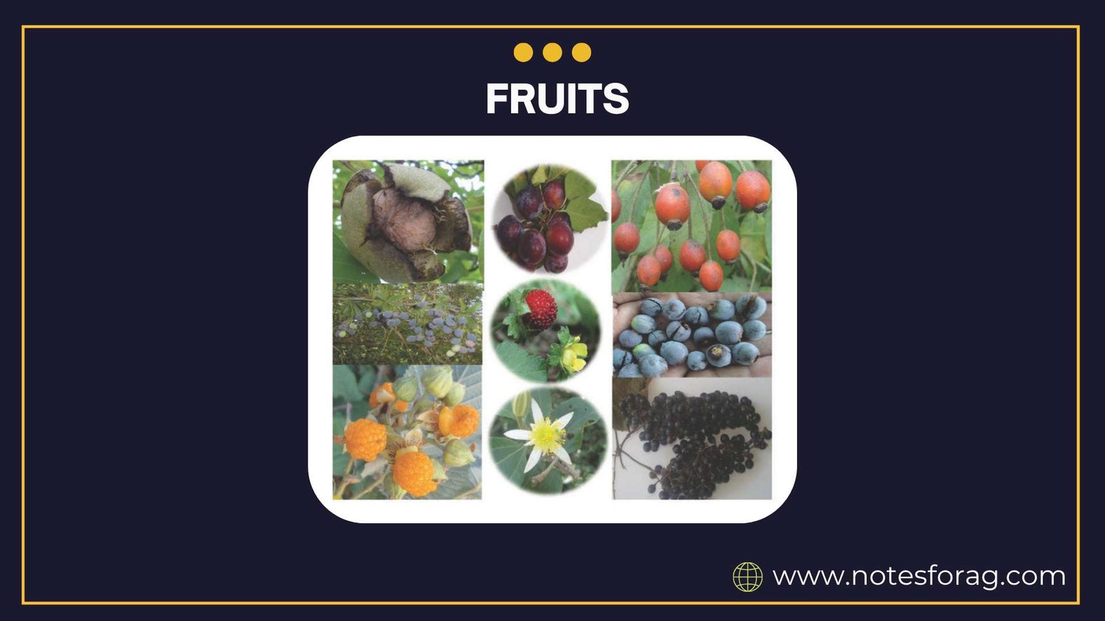 Morphology of Angiosperms: Fruits