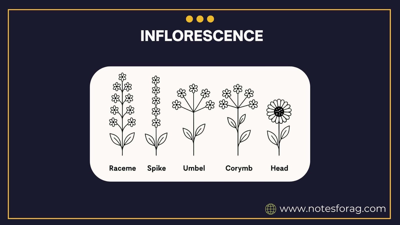 Morphology of Angiosperms: Inflorescence