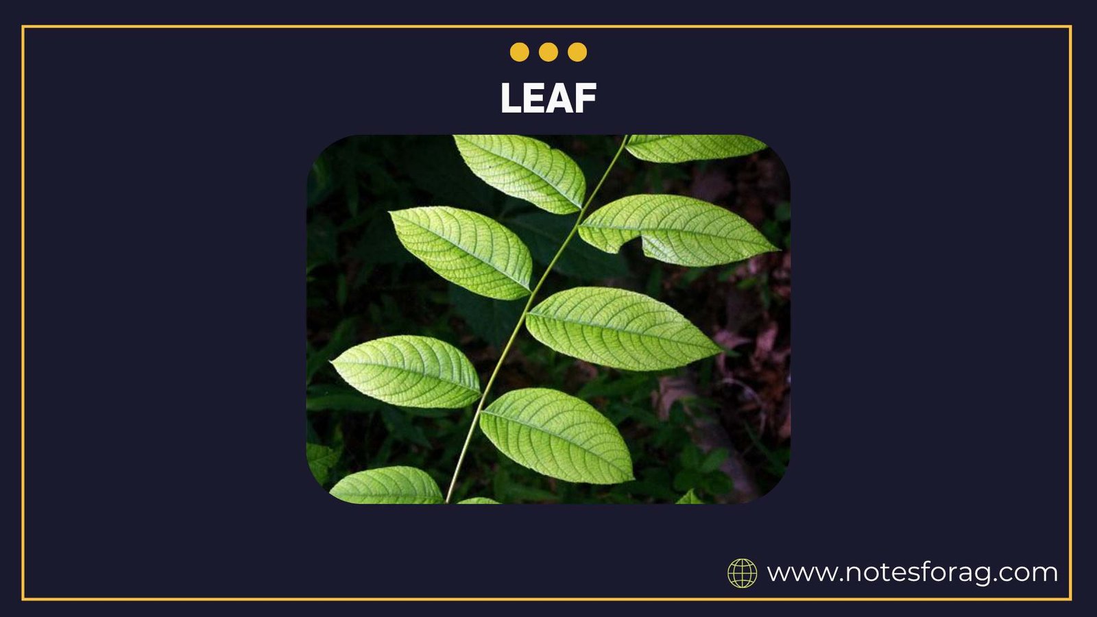 Morphology of Angiosperms: Leaves
