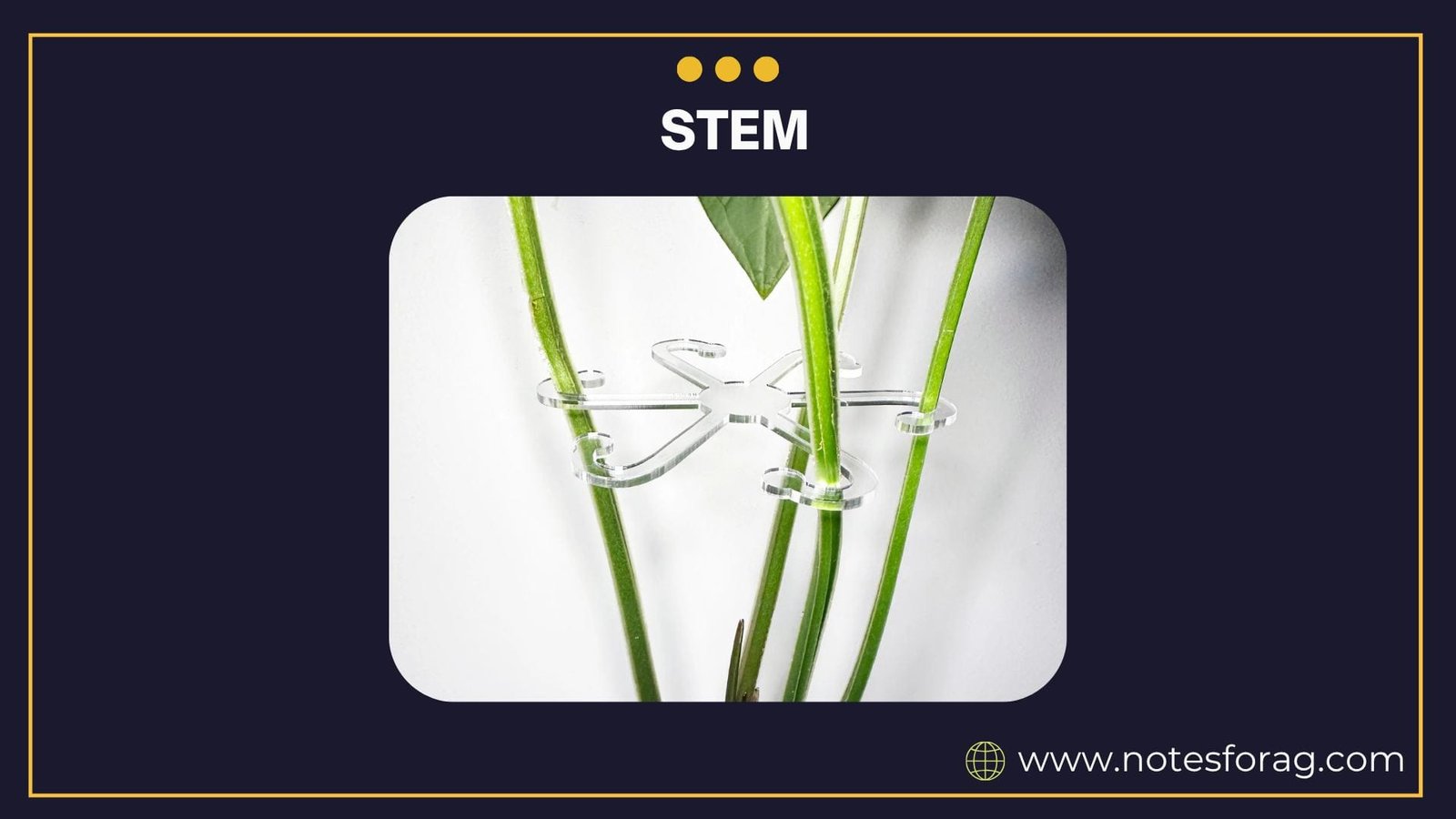 Morphology of Angiosperms: Stem