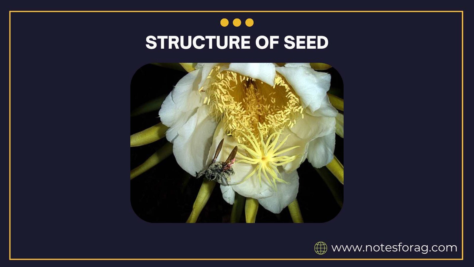 Morphology of Angiosperms: Structure of Seed