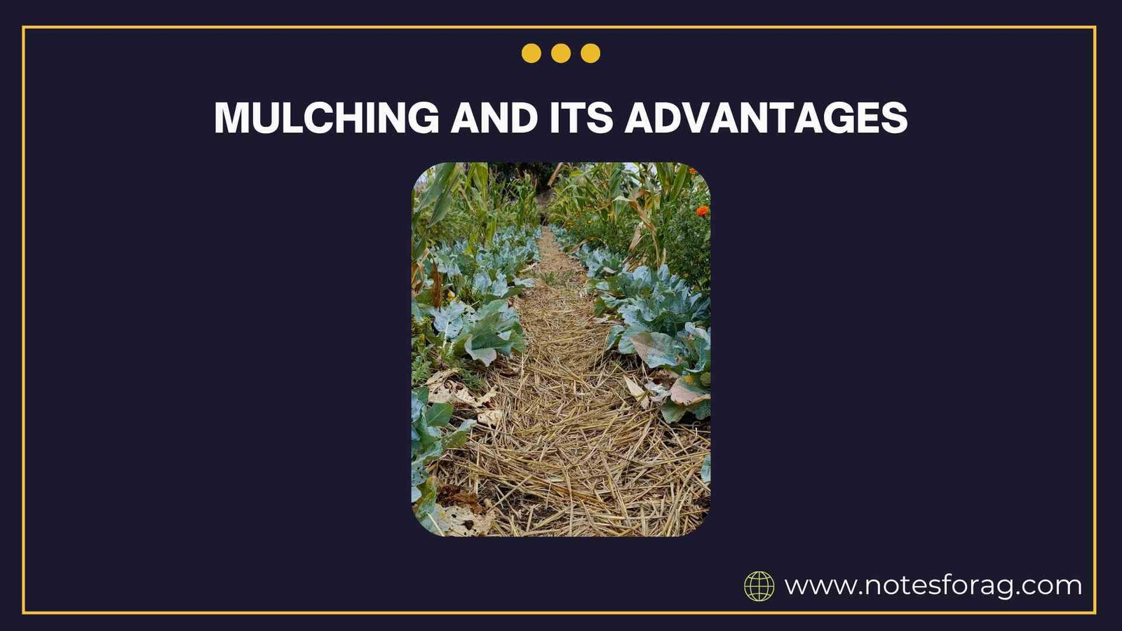 Mulching and its advantages