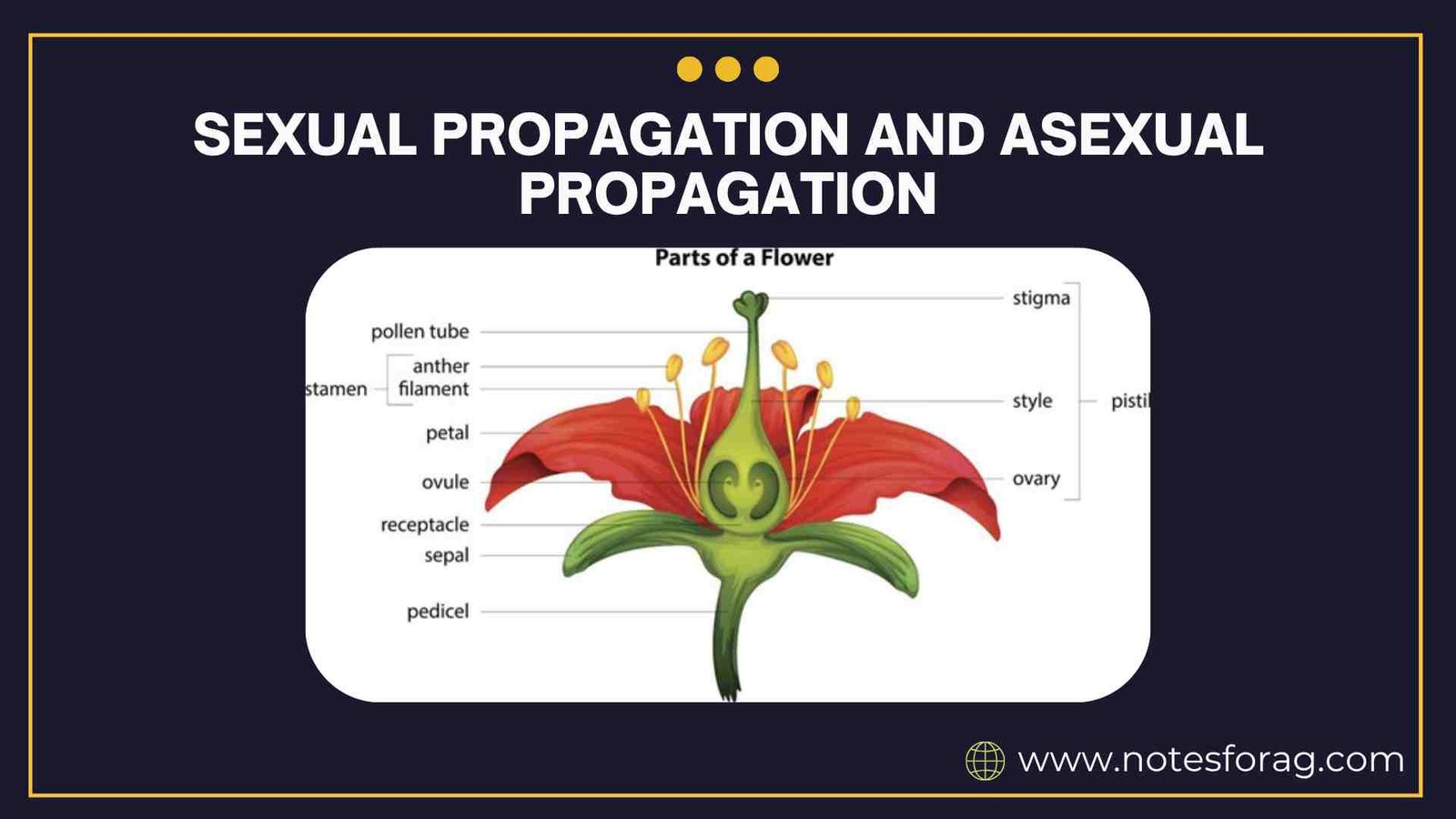 Sexual propagation and asexual propagation