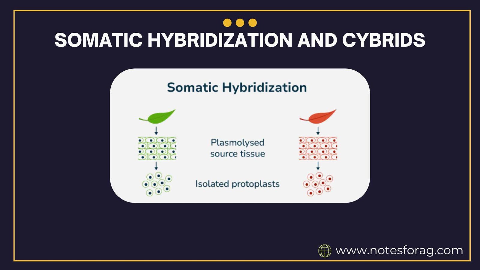 Somatic hybridization and cybrids