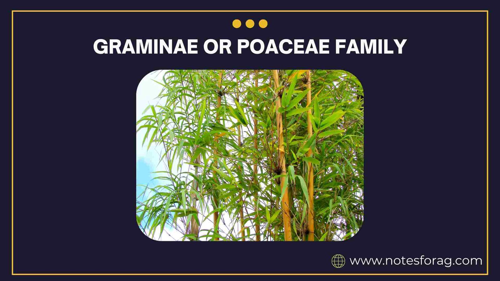Taxonomy: Graminae or Poaceae Family