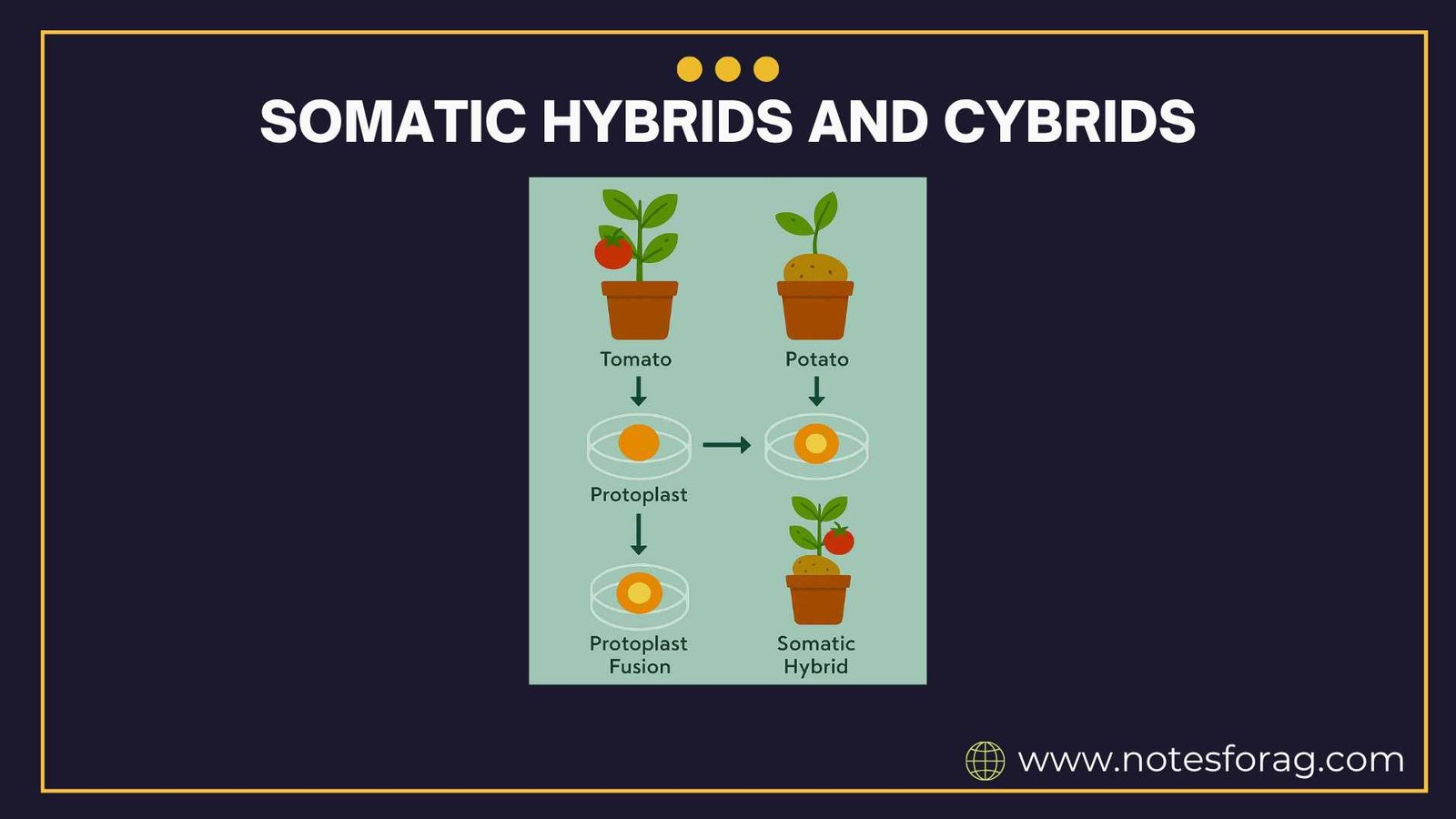 application of somatic hybrids and cybrids in crop improvement
