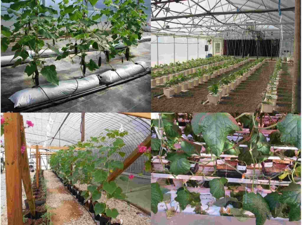 How to grow cucumber in greenhouse
