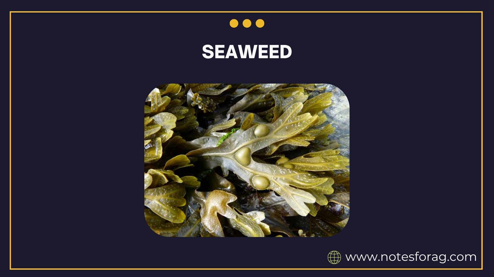 Seaweed